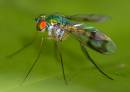 insect-021.jpg