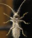 insect2.jpg
