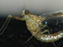 insects_1.jpg