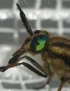 insects_2.jpg