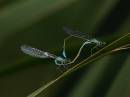 insects_3.jpg