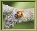 ladybird.jpg
