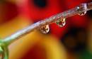ladybugs_resize.jpg