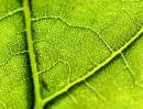 leaf_lines_.jpg
