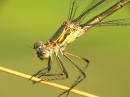 lestes.jpg