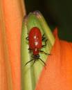 lilybeettle050706-005.jpg