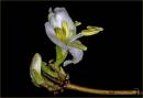 lonicera_Purpusii.jpg