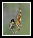 lunch_for_spiders_3.jpg