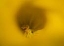 macro27.jpg