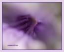 macro36.jpg