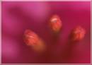 macro41.jpg