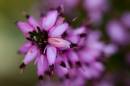 macro_9879.jpg