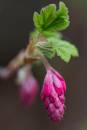 macro_9901.jpg