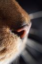 macro_cat_nose.jpg