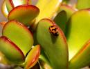 macro_lady_bug_a.jpg
