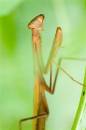 mantis.jpg
