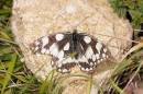 marbledwhite9x6.jpg