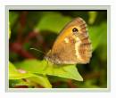meadowbrown110706_copy.jpg