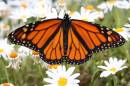 mini-Monarch1.JPG