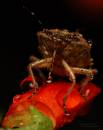 moist_shieldbug.jpg