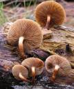 more-fungi.jpg
