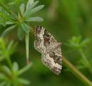 moth-1.jpg