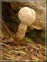 mushroom3.JPG