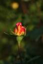my_rose.jpg