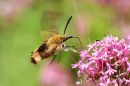 narrow_bordered_Hawk_moth.jpg