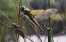 new_dragonfly.jpg