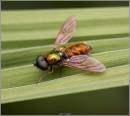 new_fly-1.jpg