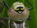 one_face.jpg