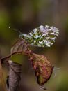 orange-tip-2.jpg