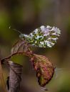 /gallery/data/514/thumbs/orange-tip-2.jpg