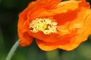 orange_poppy.jpg