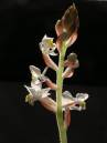 orchid2.jpg