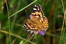 painted_Lady_Hoverfly.jpg