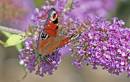 peacock-on-buddleia.jpg