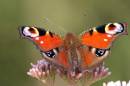 peacockclose9x6.jpg