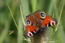 peacockhover9x6.jpg