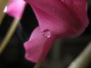 pink_crystal_2.jpg