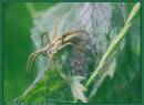 pisaura_mirabilis_hunteing_spider_1JPG.JPG