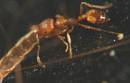 planthopper_and_assorted_003.jpg