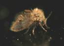 planthopper_and_assorted_0151.jpg