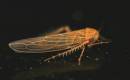 planthopper_and_assorted_021.jpg