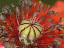 poppy_detail.jpg
