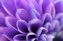 purpleflower100706b.jpg