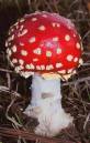 red-fungi.jpg