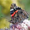 red_admiral1.jpg