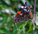 red_admiral11.jpg